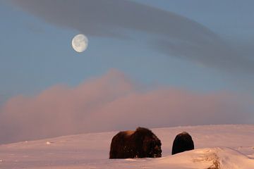 musk ox dans les premières lueurs du matin et de la lune dans le parc national de Dovrefjell-Sunndal