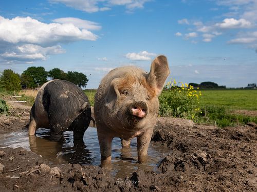 Zwei Schweine in einer Schlammpfütze von Neijsenfotografie.nl