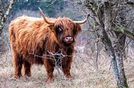 Schotse Hooglander in de Kennemerduinen van Eva Cameron thumbnail