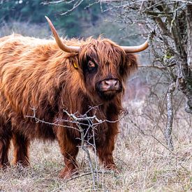 Schotse Hooglander in de Kennemerduinen van Eva Cameron