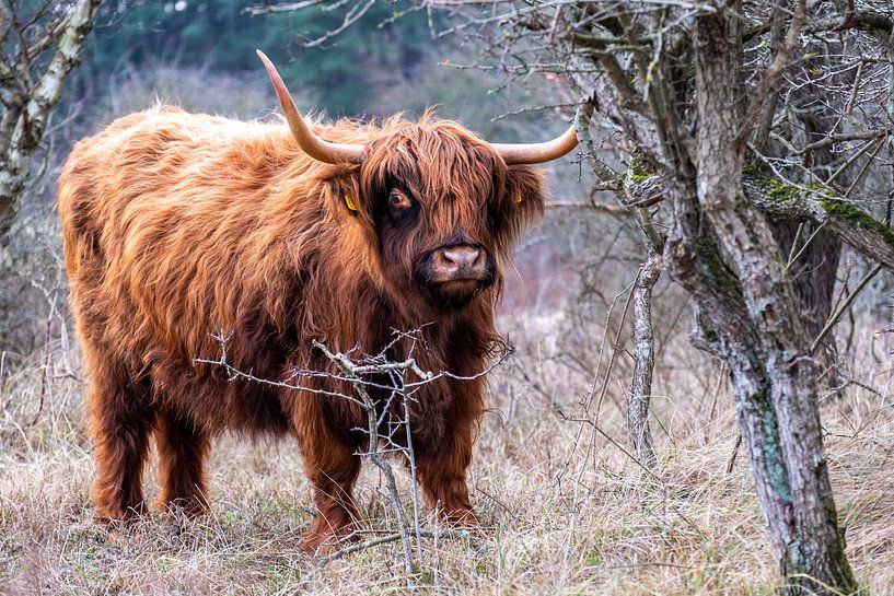 Schotse Hooglander in de Kennemerduinen van Eva Cameron