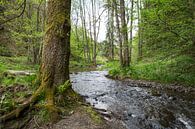 Die Ourthe fließt durch den Wald in den Ardennen, Belgien von Ger Beekes Miniaturansicht