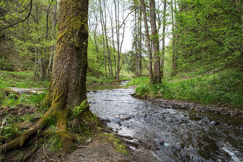 Die Ourthe fließt durch den Wald in den Ardennen, Belgien von Ger Beekes