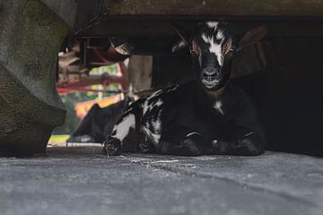 Une chèvre cachée sur Elianne van Turennout