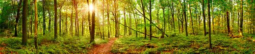 Panorama de la forêt sur Günter Albers