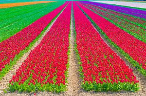 tulpenveld in Flevoland van Ivo de Rooij