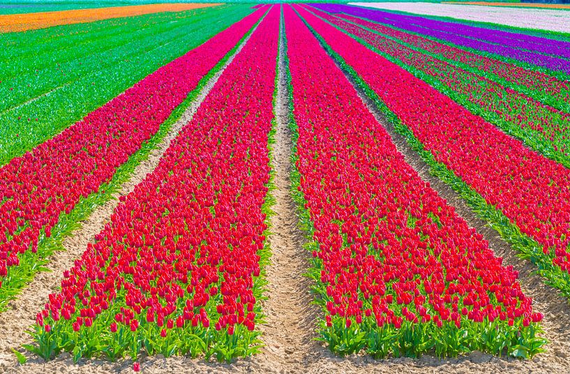 tulip field in Flevoland by Ivo de Rooij