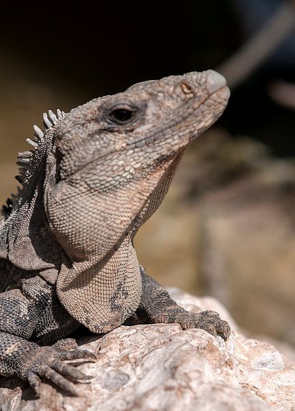 Groene leguaan von Maarten Verhees