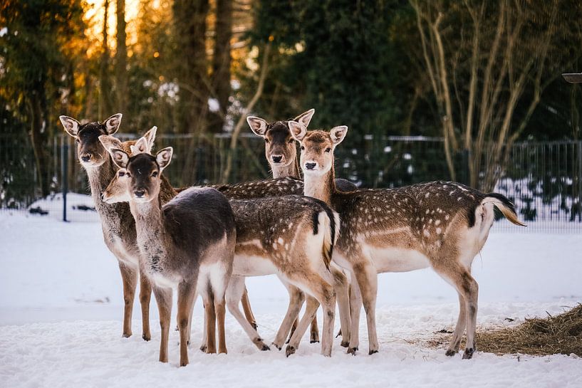 Deer in the snow! by Arianne Doornbos