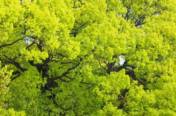 Tokio Keizerlijk Paleis en Nationale Tuin Kokyo (Japan) van Marcel Kerdijk