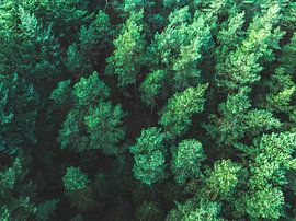 Kiefernwald im Winter aus der Vogelperspektive  von Sjoerd van der Wal Fotografie