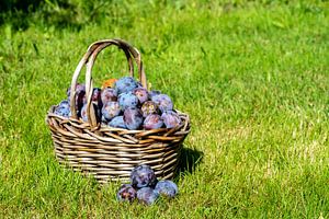 Récolte de prunes dans un panier sur une prairie sur Animaflora PicsStock