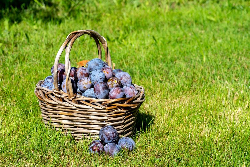 Récolte de prunes dans un panier sur une prairie par Animaflora PicsStock