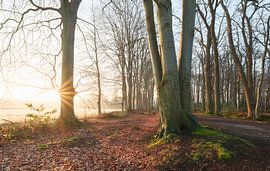 Sterrenbos - Vosbergen - Eelde - Drenthe  (Nederland) van Marcel Kerdijk