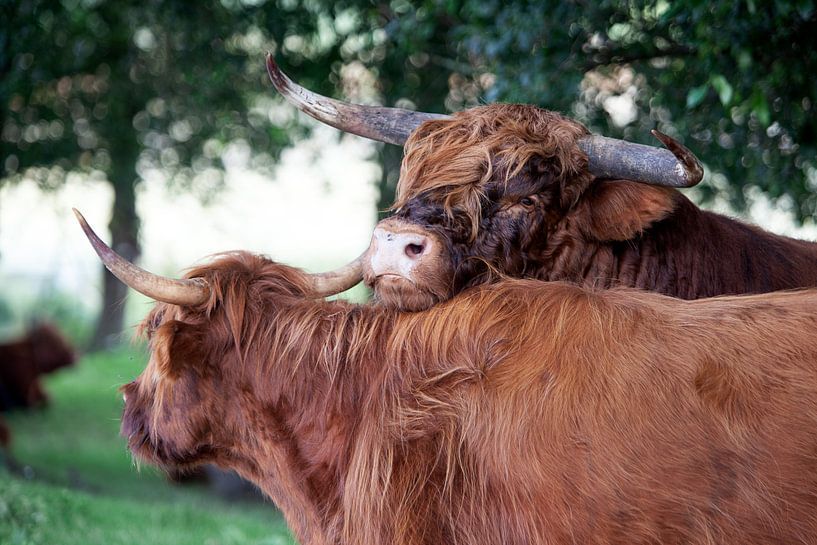 Schotse hooglander stier flirtend met een koe van Peter de Kievith Fotografie