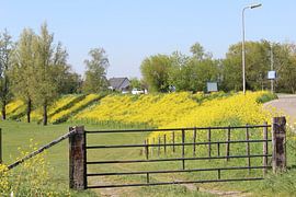 Dike full of rapeseed in Oosterwijk by Geert Visser