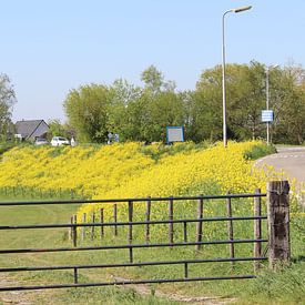 Deich voller Raps in Oosterwijk von Geert Visser