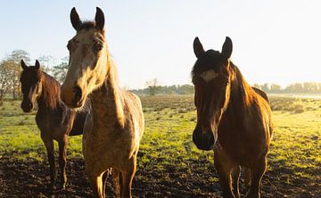 Paarden tijdens zonsopkomst - Groningen (Nederland) van Marcel Kerdijk