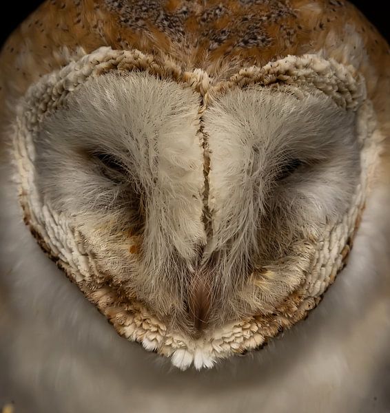 Close-up kerkuil. van Wouter Van der Zwan