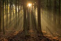 Herbst im Wald von Leuvenum