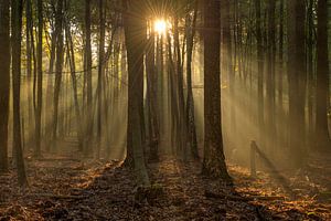 Herbst im Wald von Leuvenum