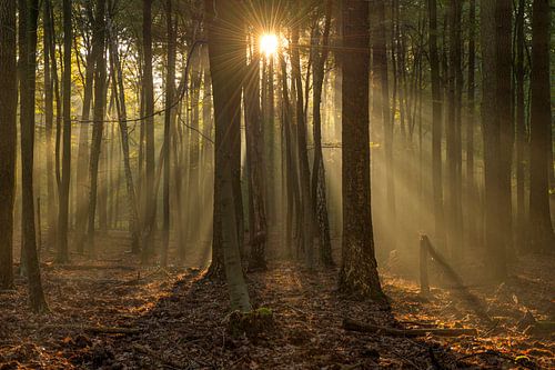 Herfst in het Leuvenumse bos