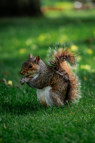 Dieses Eichhörnchen sitzt im Gras und genießt seine Mahlzeit.