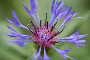 Kornblume mit einem grünen Hintergrund