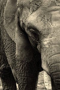 Der Elefant: Alt und weise