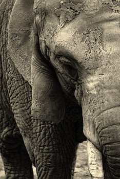 De Olifant: Oud en Wijs