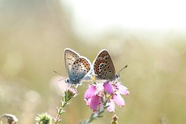 Parende icarusblauwtjes by Hennie Hidding-Huizinga