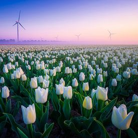 Weißes Tulpenfeld mit Windmühlen von Albert Dros