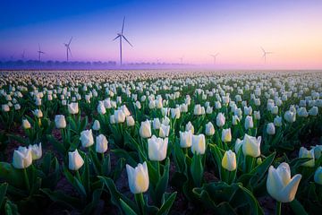 Weißes Tulpenfeld mit Windmühlen