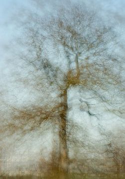 Mysterious oak tree in winter by Lucia Leemans