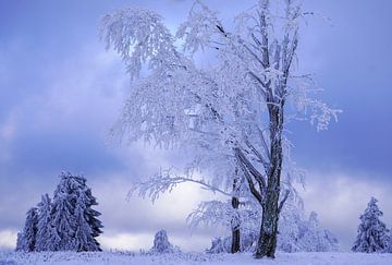 Sneeuw landschap Winterberg - Duitsland van Capturedby_Kim