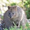 Le quokka (Setonix brachyurus) est un wallaby, une petite espèce de kangourou, du sud-ouest de l'Australie. sur Rini Kools