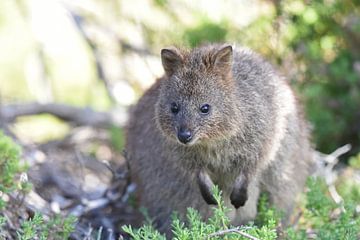 De quokka (Setonix brachyurus) is een wallaby, een klein soort kangoeroe, uit het zuidwesten van Australië van Rini Kools