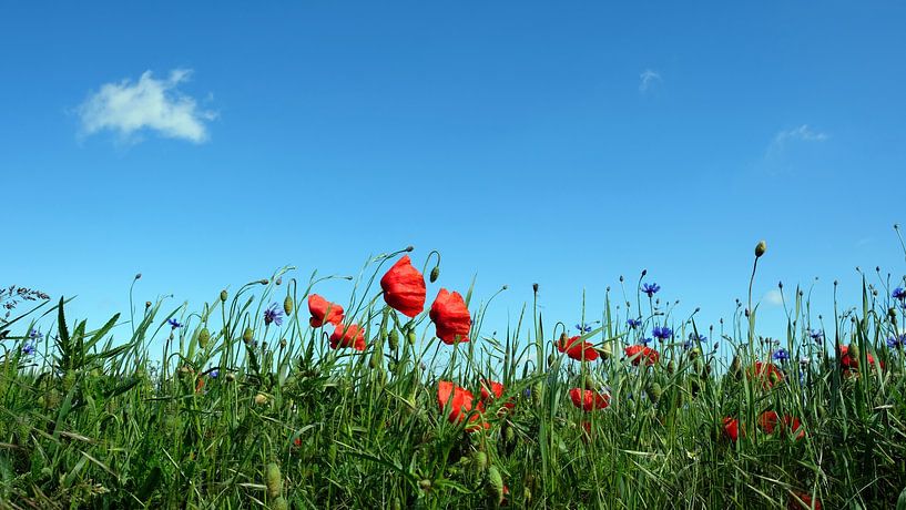 Summerfield by Ostsee Bilder