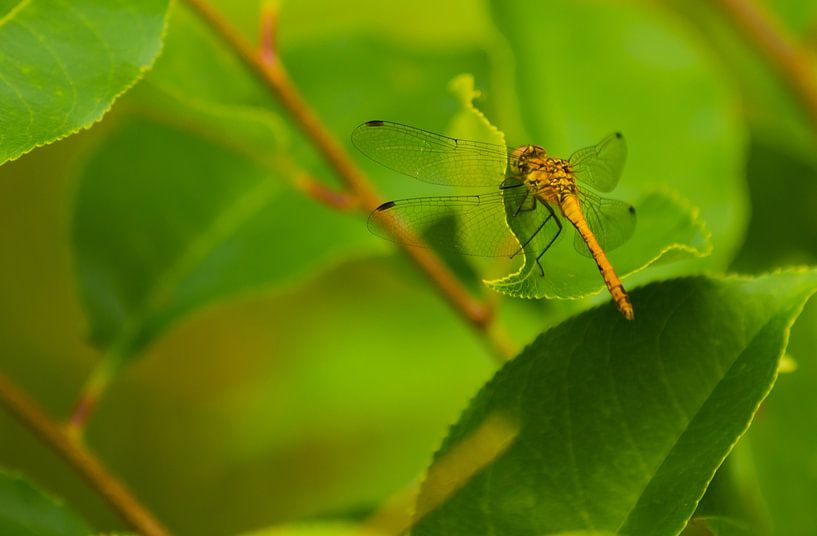 yellow dragonfly close up by Romy Zoggel