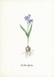 Frühe Sternhyazinthe
