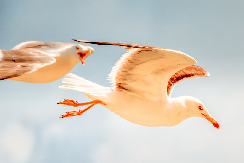 Seagulls on Texel by Liberty Biesma