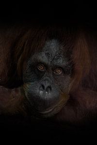 Der aufmerksame Blick eines intelligenten rothaarigen Orang-Utans, der dunkle Hintergrund ist ein we