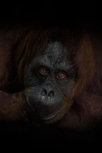 The attentive look of a smart red-haired orangutan, the dark background is a wise monkey. close-up p