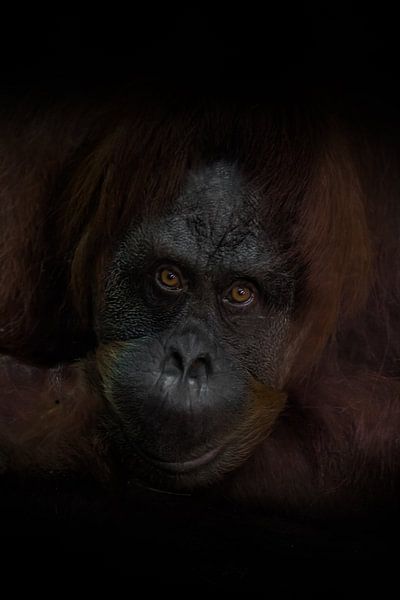 L'allure attentive d'un orang-outan roux intelligent, le fond sombre est un singe sage. Portrait en  par Michael Semenov