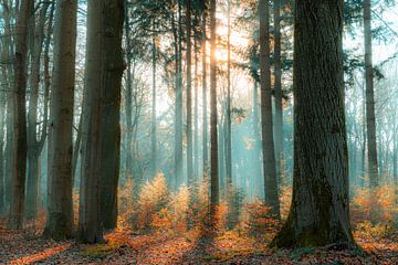 Small treasures 2 - Kleine schatten 2 van Kevin Woelders