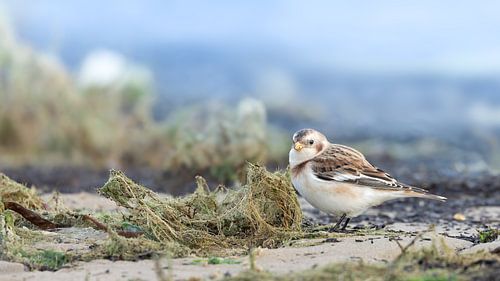 Birds on the beach