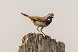 Blauwborst by Arie Jan van Termeij