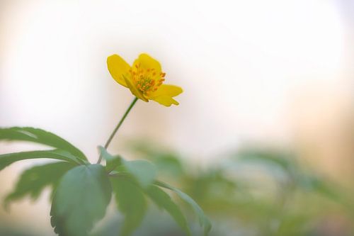 Anémone de bois jaune
