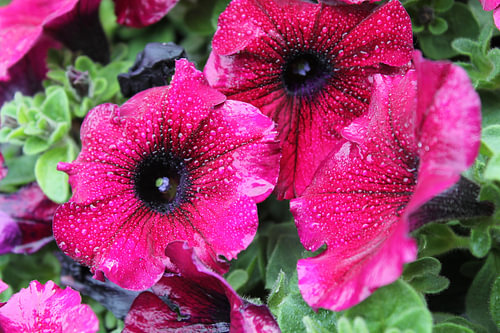 Flowers