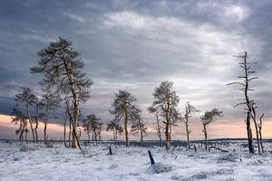 Verbrande bos van Peter Poppe